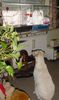 Labrador Retriever Hund
