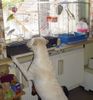 Labrador Retriever Foto: Lady mag die Vögelchen (ID 22883) Labrador Retriever Hund