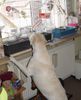 Labrador Retriever Hund