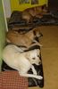 Labrador Retriever Hund