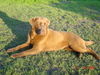Labrador Retriever Foto: Eny - 1 Jahr alt (ID 32361) Labrador Retriever Hund