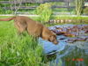 Labrador Retriever Foto: Eny (ID 32362) Labrador Retriever Hund