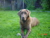 Labrador Retriever Foto: Eny (ID 32363) Labrador Retriever Hund