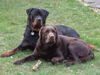 Labrador Retriever Foto: Murphy & Tasha (ID 34218) Labrador Retriever Hund