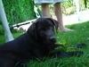 Labrador Retriever Foto: Anjou 13wochen (ID 39440) Labrador Retriever Hund