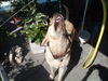 Labrador Retriever Foto (ID 33434) Labrador Retriever Hund