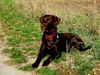 Labrador Retriever Foto: Murphy (ID 34968) Labrador Retriever Hund