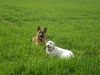 Labrador Retriever Foto: bald werden wir heiraten;-) (ID 42843) Labrador Retriever Hund
