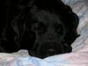 Labrador Retriever Hund
