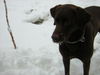 Labrador Retriever Foto: Murphy.mmh...Eis (ID 34969) Labrador Retriever Hund