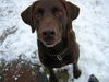 Labrador Retriever Foto: Hallo, ich bin Murphy. (ID 34971) Labrador Retriever Hund