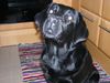 Labrador Retriever Hund