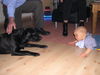 Labrador Retriever Foto: Schau mir in die Augen Kleiner (ID 27181) Labrador Retriever Hund