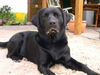 Labrador Retriever Foto: Joy, 2 Jahre am Strand (ID 29565) Labrador Retriever Hund