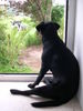 Labrador Retriever Foto: Ich hab meine Herde im Blick (ID 27180) Labrador Retriever Hund