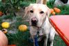 Labrador Retriever Foto: kuckkuck (ID 40273) Labrador Retriever Hund