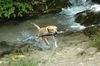Labrador Retriever Foto: crazy (ID 40272) Labrador Retriever Hund