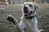 Labrador Retriever Foto: eher schlecht gell (ID 41373) Labrador Retriever Hund