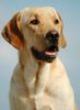 Labrador Retriever Foto: Philipp (ID 23622) Labrador Retriever Hund
