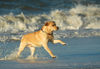 Labrador Retriever Foto: Max am 24.12., Nordseeküste Dänemark (ID 36199) Labrador Retriever Hund