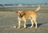 Labrador Retriever Foto: Wirfst Du jetzt das schwarze Ding vor Deiner Nase? Max am 24.12., Nordseeküste Dänemark (ID 36200) Labrador Retriever Hund