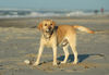 Labrador Retriever Foto: Max am 24.12., Nordseeküste Dänemark (ID 36201) Labrador Retriever Hund
