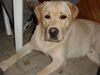 Labrador Retriever Foto: Wer hat mich geweckt (ID 24119) Labrador Retriever Hund