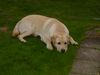 Labrador Retriever Foto: Laaaangweilig!!! (ID 24121) Labrador Retriever Hund