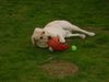 Labrador Retriever Foto: is meiner........ (ID 24122) Labrador Retriever Hund