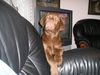 Labrador Retriever Hund