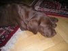 Labrador Retriever Hund