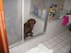 Labrador Retriever Foto: Viel Spaß am Baden !! (ID 17389) Labrador Retriever Hund