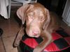 Labrador Retriever Hund