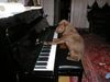 Labrador Retriever Hund