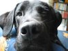 Labrador Retriever Foto: Baghira mit der dicken Nase (ID 5274) Labrador Retriever Hund