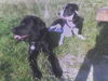 Labrador Retriever Hund