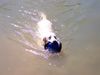 Labrador Retriever Foto: schwimmen.... (ID 21220) Labrador Retriever Hund