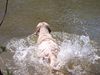 Labrador Retriever Foto: schwimmen.... (ID 21221) Labrador Retriever Hund
