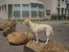Labrador Retriever Hund