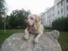 Labrador Retriever Hund