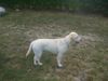 Labrador Retriever Hund