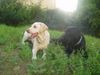 Labrador Retriever Hund