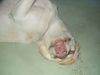 Labrador Retriever Hund
