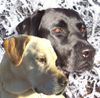 Labrador Retriever Foto: Tolle Köpfe (ID 17950) Labrador Retriever Hund