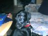 Labrador Retriever Hund