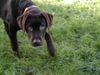 Labrador Retriever Foto: Mr.Jingels 5 Monate (ID 26892) Labrador Retriever Hund