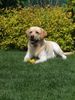Labrador Retriever Foto: Unser Sammy (ID 14461) Labrador Retriever Hund
