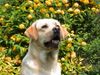 Labrador Retriever Foto: Unser Sammy (ID 14462) Labrador Retriever Hund