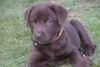 Labrador Retriever Foto: Mein Name ist Jessy (ID 7575) Labrador Retriever Hund