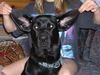 Labrador Retriever Hund